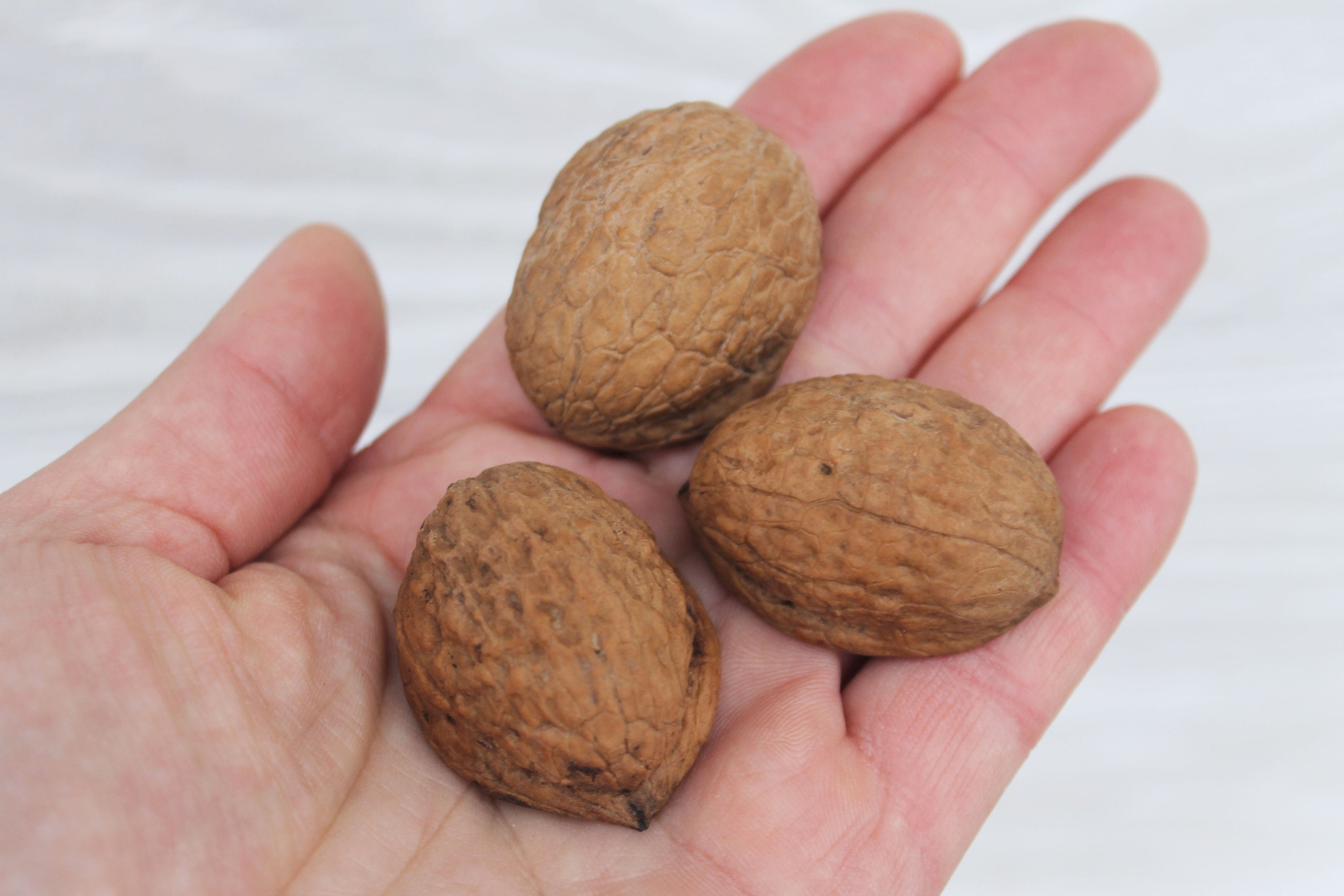 Walnut Shell Halves Set of 50 walnut halves Etsy