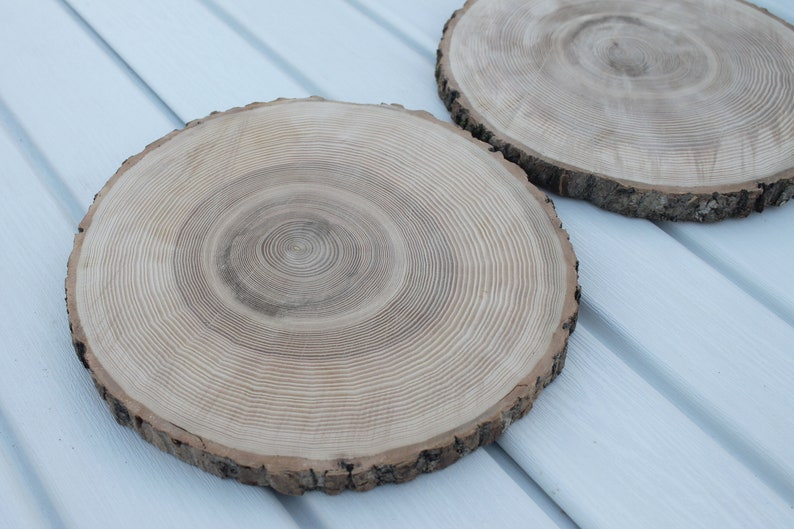 large tree slice Ash wood slice Rustic wedding decor image 10