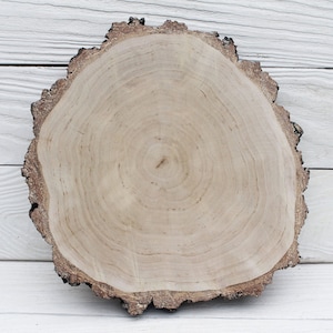Wood slices for centerpieces large birch slice Wood rounds for crafts