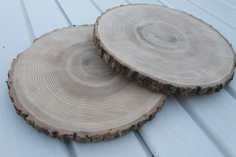 large tree slice Ash wood slice Rustic wedding decor image 5