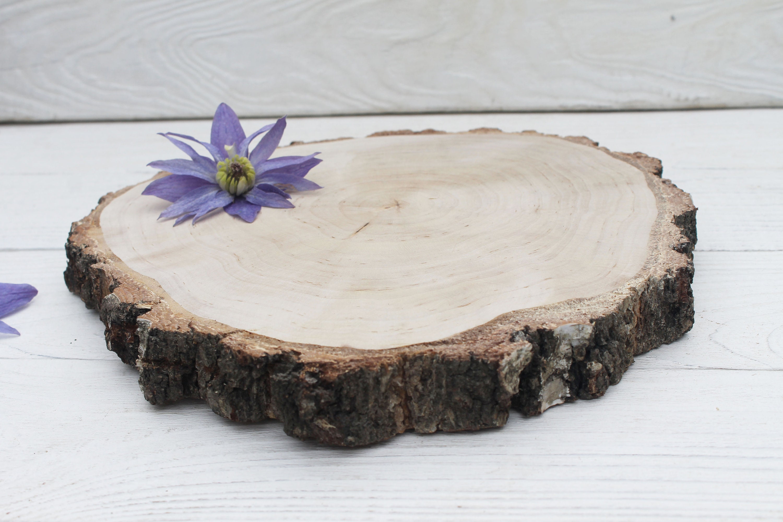Wood Slices for Centerpieces Large Birch Slice Wood Rounds for Crafts ...