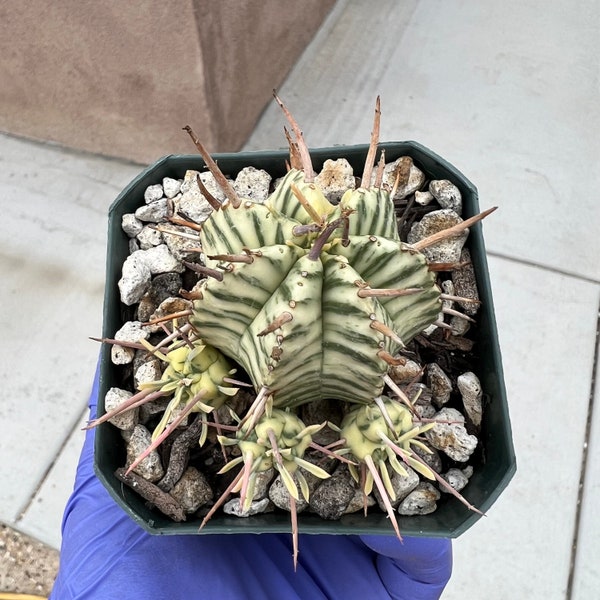 Euphorbia Meloformis variegated cluster