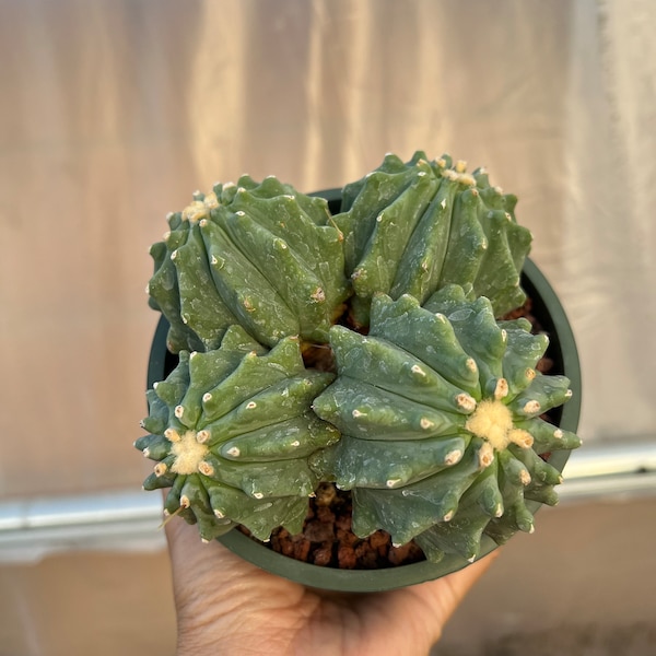 Ferocactus Glaucescens Inermis cluster