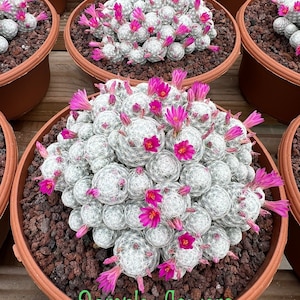 Mammillaria Humboldtii