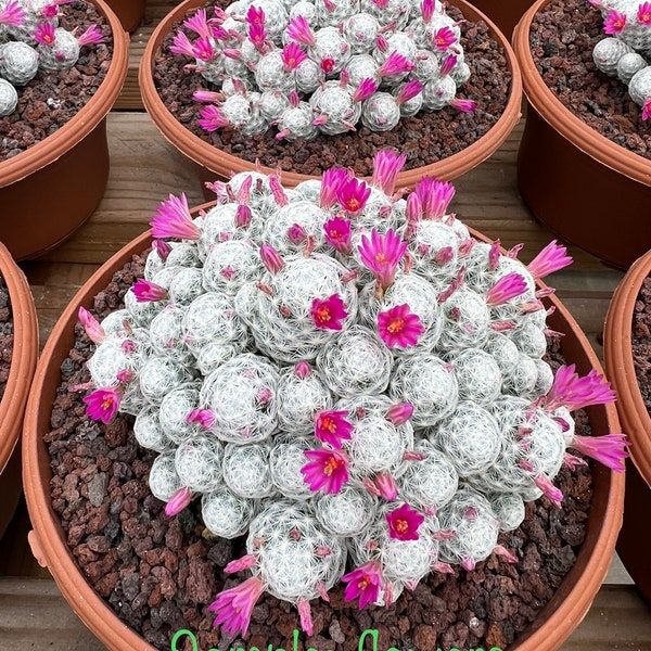 Mammillaria Humboldtii