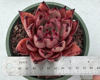 Echeveria Agavoides