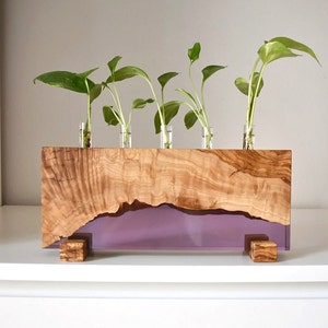 Puede incluir: Una estación de propagación rectangular de madera con una sección superior de veta natural y una base de resina morada. Cinco tubos de ensayo de vidrio transparente están insertados en la parte superior, cada uno con un esqueje verde.