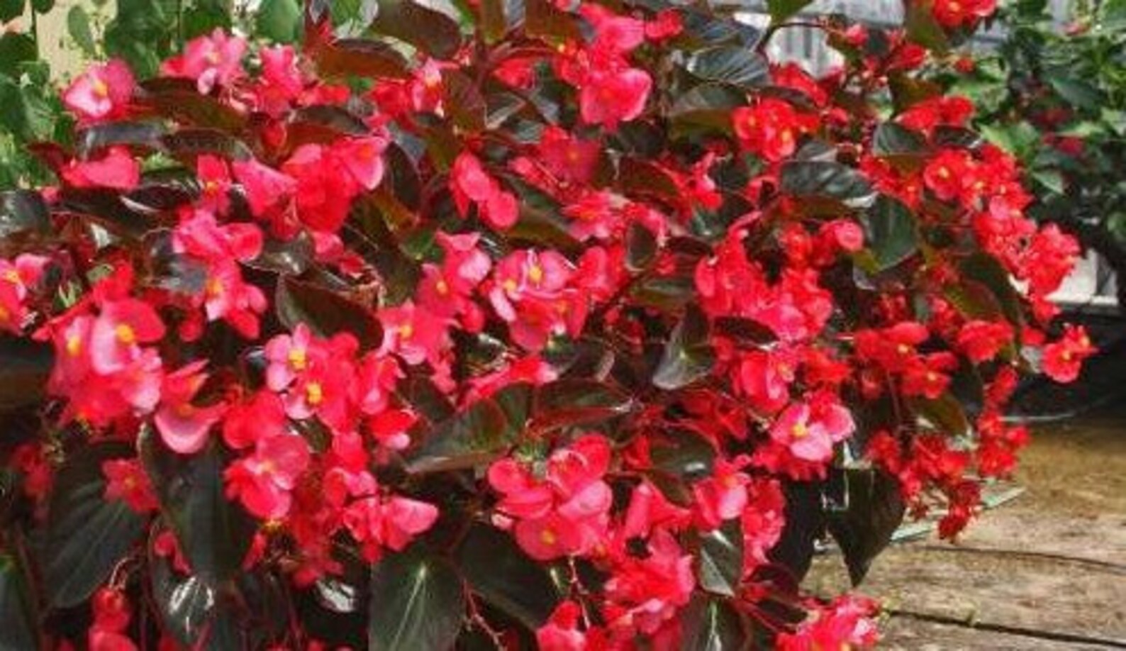 wax begonia seeds harvesting wax begonia seeds harvesting