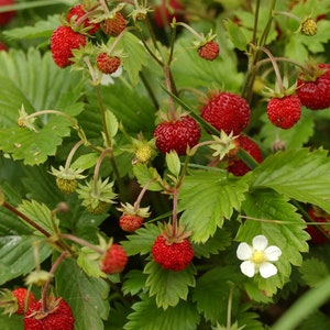 100 Seeds-Organic Wild Strawberry Seeds M022-Fragaria Vesca European Strawberry-Baron Strawberry Woodland Strawberry-Alpine Strawberry image 6