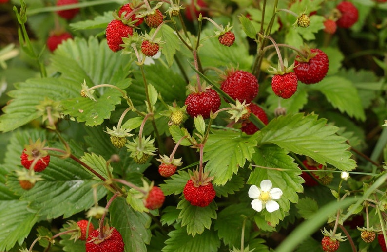 100 Seeds-Organic Wild Strawberry Seeds M022-Fragaria Vesca European Strawberry-Baron Strawberry Woodland Strawberry-Alpine Strawberry image 6