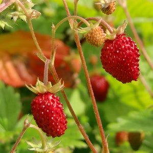 100 Seeds-Organic Wild Strawberry Seeds M022-Fragaria Vesca European Strawberry-Baron Strawberry Woodland Strawberry-Alpine Strawberry image 3