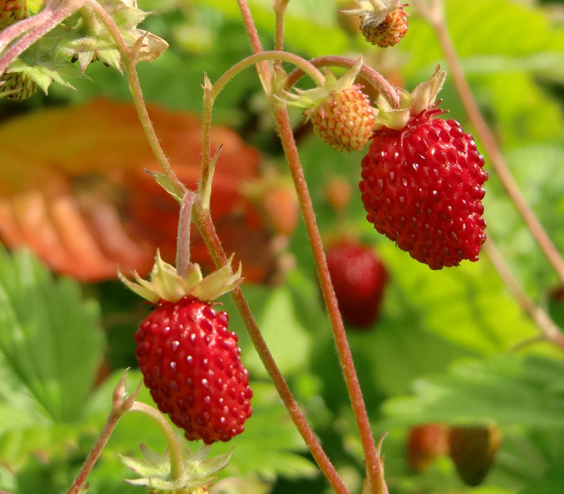 100 Seeds-Organic Wild Strawberry Seeds M022-Fragaria Vesca European Strawberry-Baron Strawberry Woodland Strawberry-Alpine Strawberry image 3