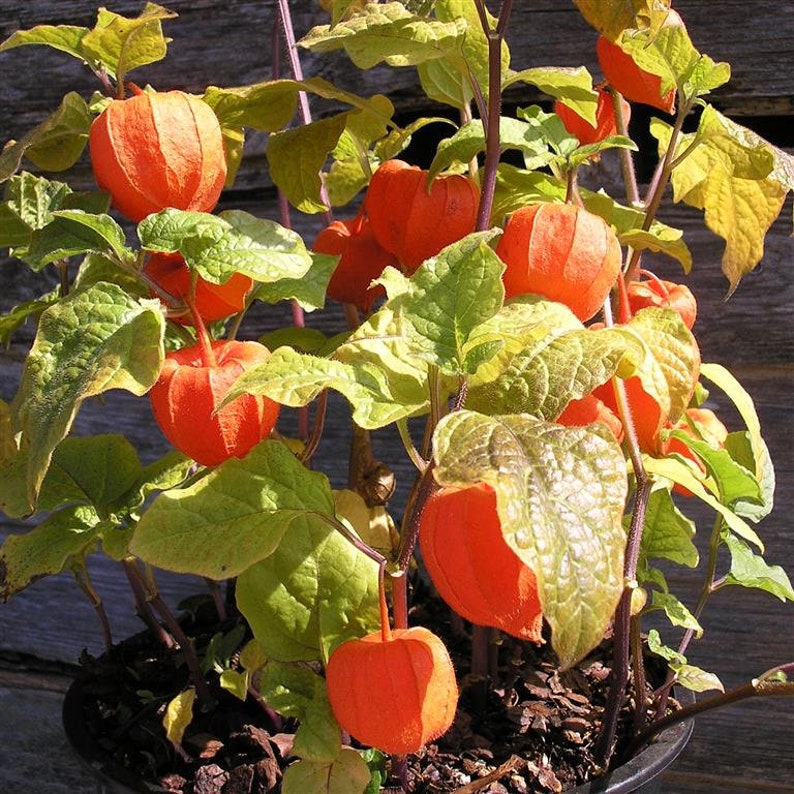 50 Seeds-Physalis Franchetti Flower Chinese Lantern Flower Seeds Strawberry Tomato-pv139-Physalis Alkekengi Excellent Perennial image 8