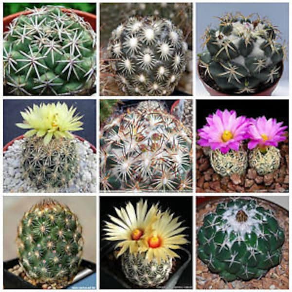 30 Samen- Coryphantha Kaktus Mix Samen-Q029