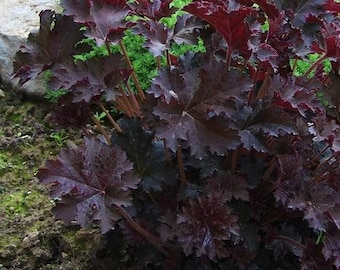 50 Sementes - Heuchera Palace Purple Flower - pv393 - Coral Bells Palace Purple - Heuchera Micrantha - Perene Semi-sempre-verde extremamente popular