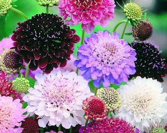 50 Seeds-Scabiosa Pincushion Imperial Giant Mix Flower Seeds-Beautiful Annual-pv159- SCABIOSA ATROPURPUREA-Scabiosa Picushion Flower