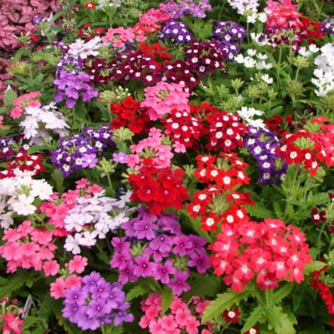 50 Seeds Verbena Mix Hybrid Flower Seeds-pv355 Verbena | Etsy