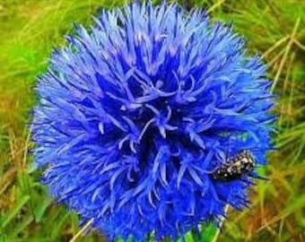 25 semillas de cardo globo azul - Echinops Ritro (pv476) - Echinops bannaticus - Planta perenne vistosa