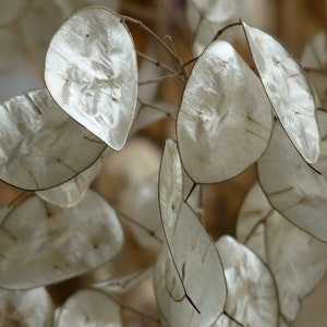 30 Seeds-Lunaria Biennis Alba Plant Seeds-Silver Dollar Plant-Money Plant-Annual Honesty-Biennial-Great for dried flower Arangements-pv144
