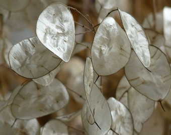 30 frön - Lunaria Biennis Alba växtfrön - Silver Dollar växt - Pengarväxt - Ettårig ärlighet - Tvåårig - Utmärkt för torkade blomsterarrangemang - pv144