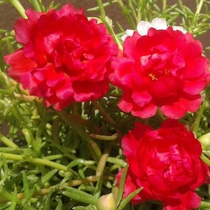 Puede incluir: Primer plano de tres flores rojas vibrantes con pétalos rizados, floreciendo en un tallo verde frondoso. Las flores están en plena floración y tienen una apariencia delicada y suave.