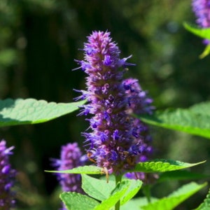 May include: A close-up of a patch of purple flowers with green leaves. The flowers are in bloom and have a delicate, feathery appearance.