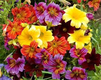 100 Seeds-Mix Painted Tongue Flower Seeds-SALPIGLOSSIS SINUATA-Velvet trumpet flower-Scalloped tube tongue-PV116-palito amargo-Pretty Annual