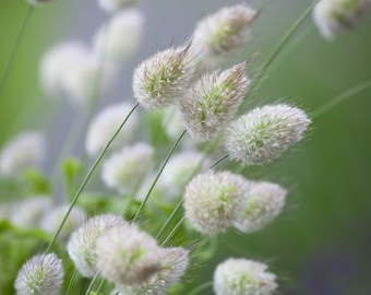 100 Seeds- Bunny Tail Ornamental Grass Seeds LAGURUS OVATUS-pv224- Beautiful and Fast growing Annual Ornamental Grass