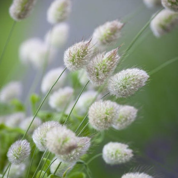 100 Samen- Bunny Tail Ziergrassamen LAGURUS OVATUS-pv224- Schönes und schnell wachsendes Einjähriges Ziergras