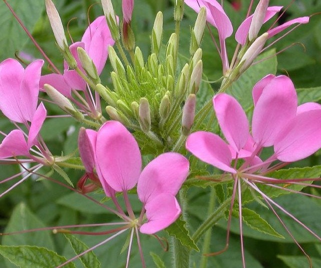 Vernis à Ongles Semi-permanent Violet Vif 5ml : Semi-permanent Coloré - Foto 8