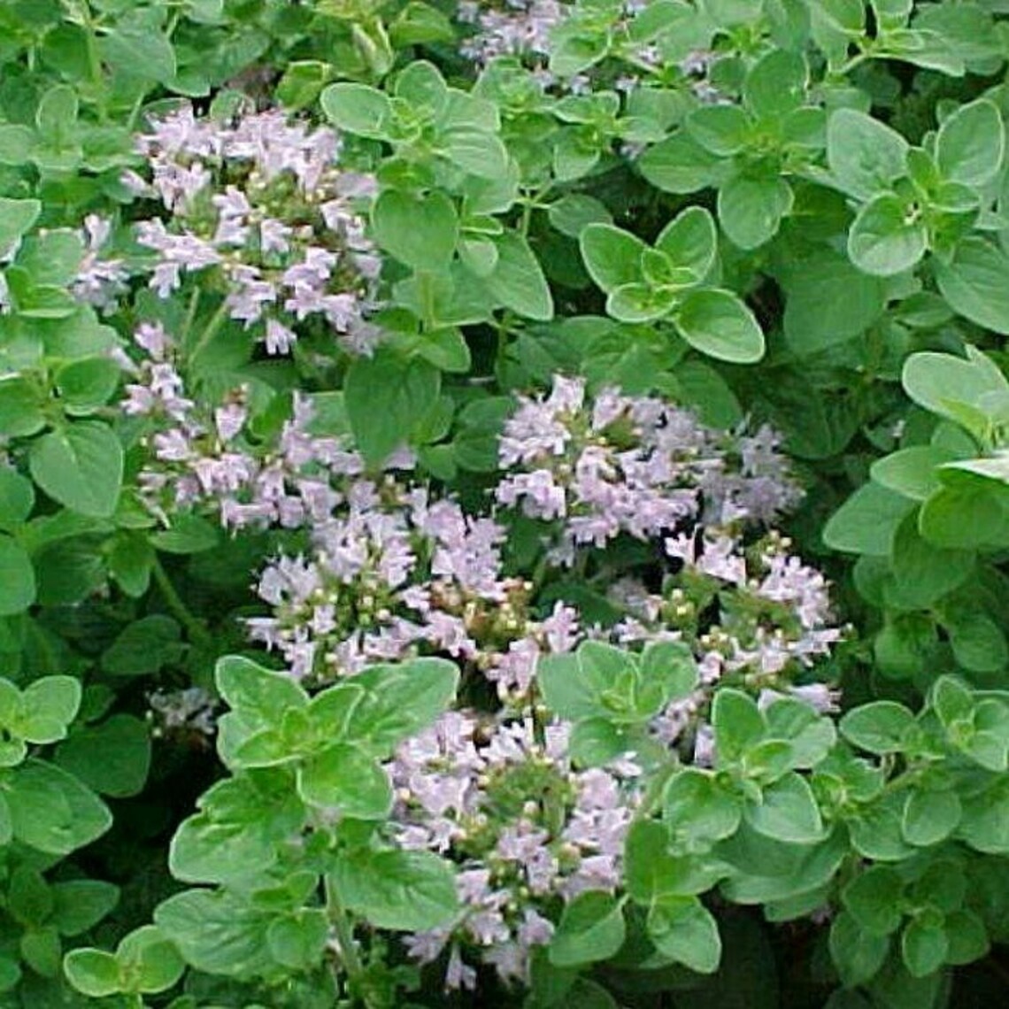 100 Seeds Organic Sweet Marjoram Herb Seedsoriganum Etsy