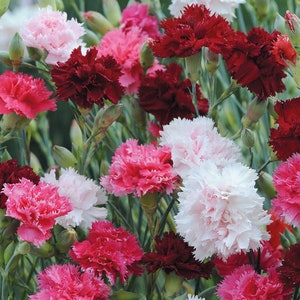 100 Seeds- Pinks Dianthus Plumarius Sonata Seeds-pv052