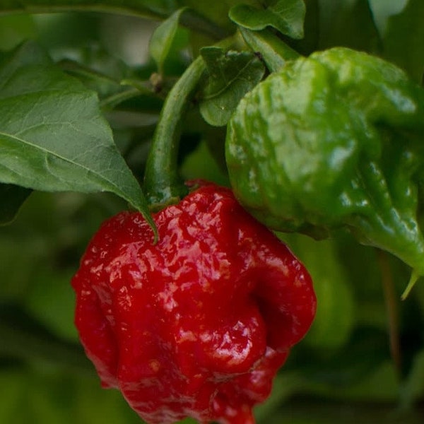 10+ Caroline Reaper Pepper seeds-Non GMO-in the World-Z006-Capsicum Chinense-Hottest Peeper in the World!