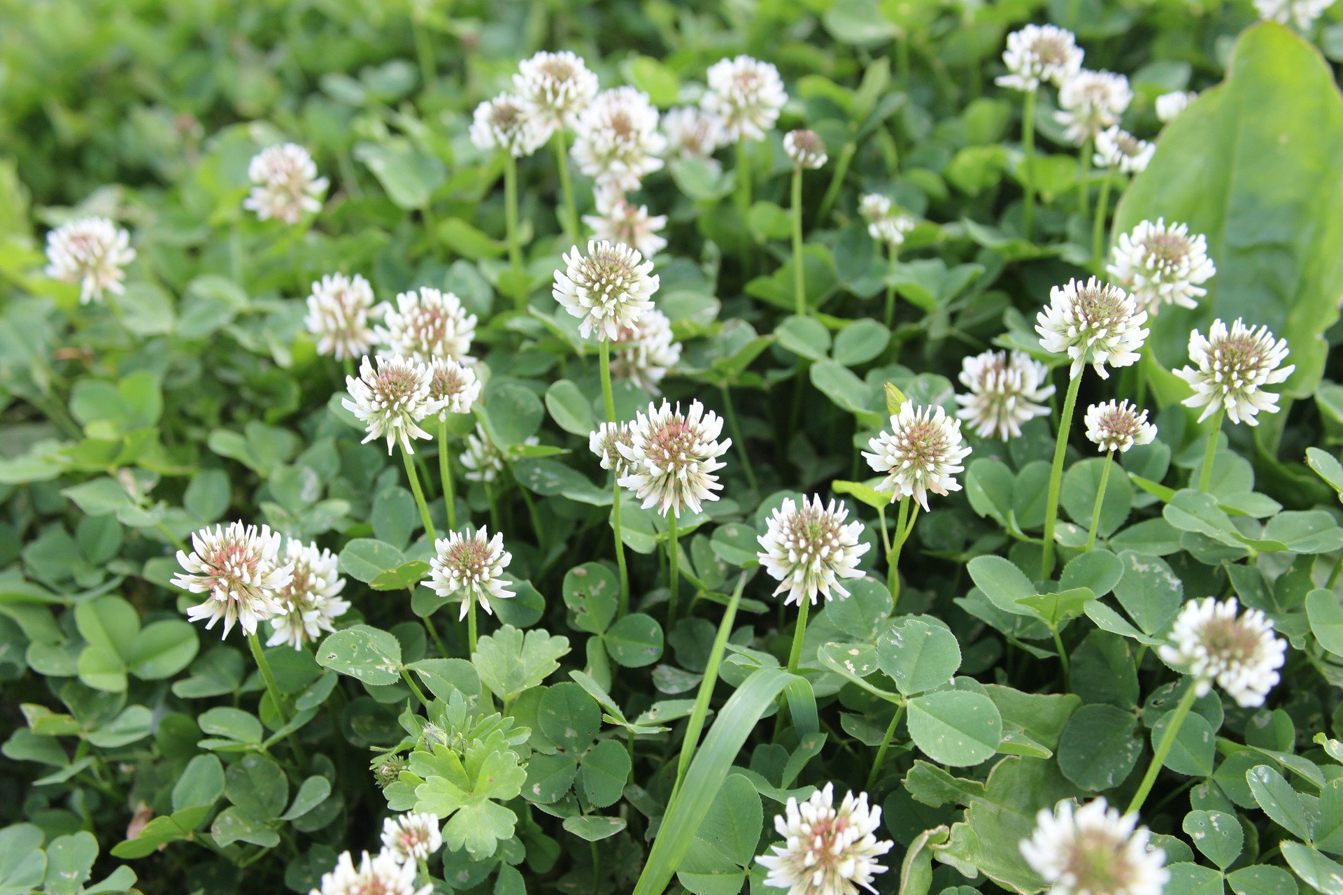 Discover The Best Clover Seeds For A Lush And Eco-Friendly Lawn