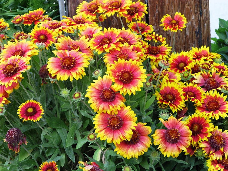 50 Seeds Gaillardia Aristata Mix Flower SeedsCarefree and Etsy