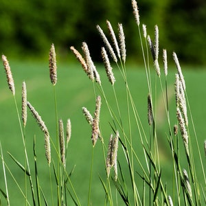 2000 Seeds-Timothy Pasture Grass Seeds-J076-Phleum Pratense- Perennial Cool Season Grass- Excellent in poor soil/Prevents Erosion