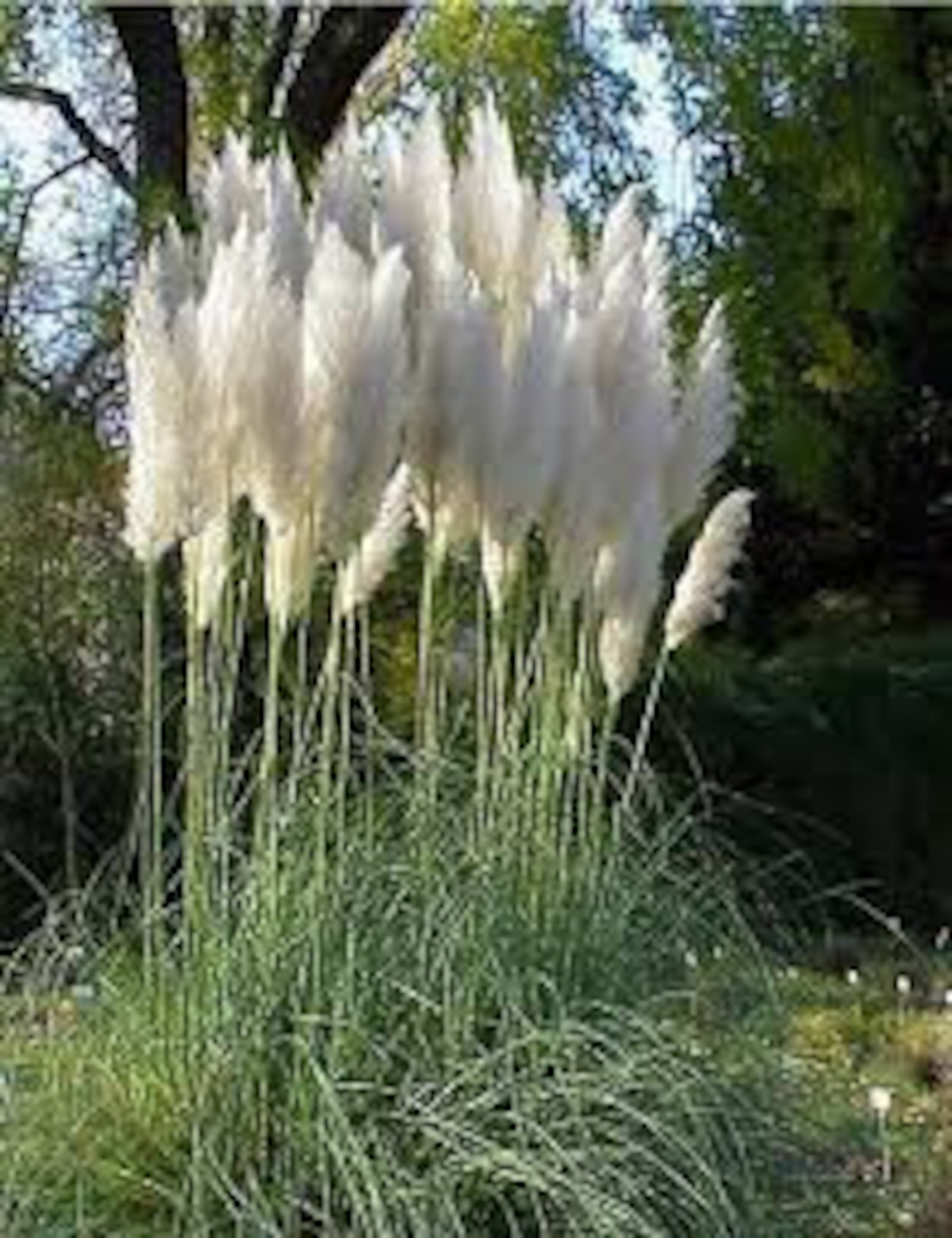 50 Seeds White Pampas Grass Seed Cortaderia Selloanapv184 Etsy Canada