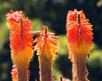 50 Sementes - Sementes de Flor de Tocha Vermelha - Kniphofia Uvaria - planta tocha - knofflers - Lírio Tocha - Perene Imponente - pv670