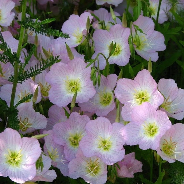 200 Semillas-Vistosas Semillas de Flores de Onagra-PV240-Oenothera Speciosa-Hermosa Flor Silvestre Perenne-Prímula Mexicana