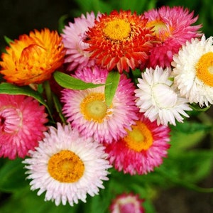 100 semi-fiori di paglia misti semi di fiori di elicriso-xerochrysum bracteatum-bellissimo fiore annuale-pv146-margherita eterna-margherita di carta