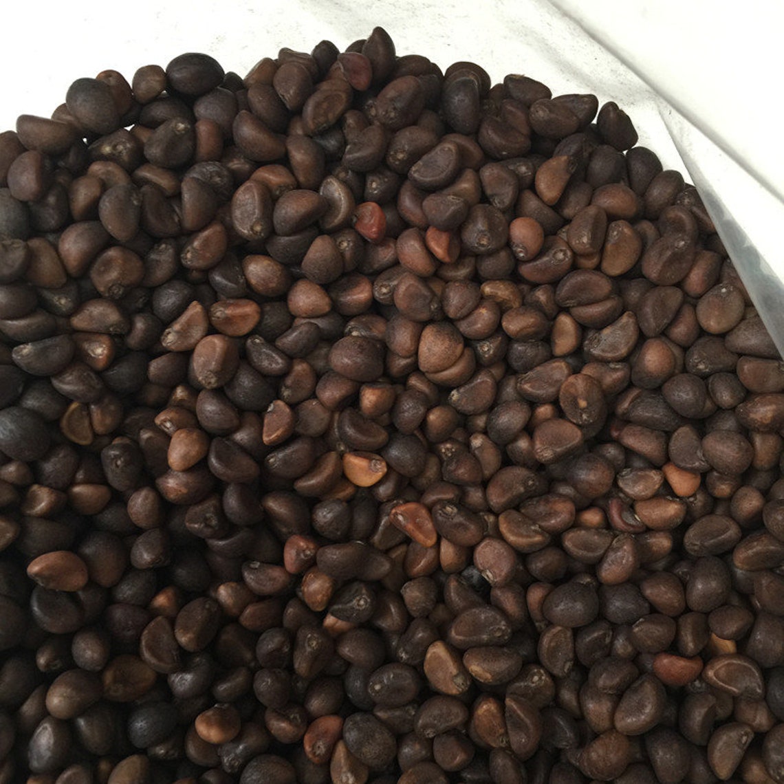 30 Seedswater Spinach Seedsipomoea AQUATICAZ018 Water Etsy Canada