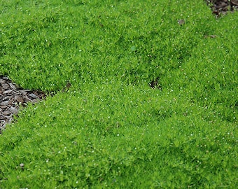 200+ Irish Moss Groundcover seeds- Sagina Subulata-PV248- Excellent Evergreen Groundcover