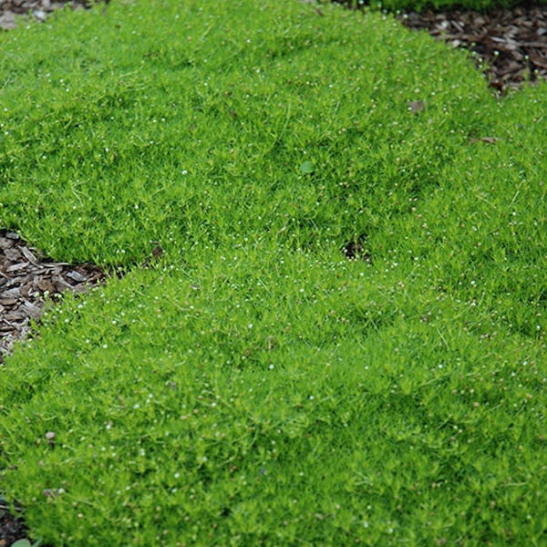 Plus de 200 graines de mousse d'Irlande couvre-sol - Sagina Subulata-PV248 - Excellent couvre-sol à feuilles persistantes