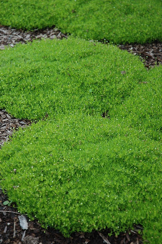  1.3LB Sphagnum Moss for Plants, Sphagnum Moss for