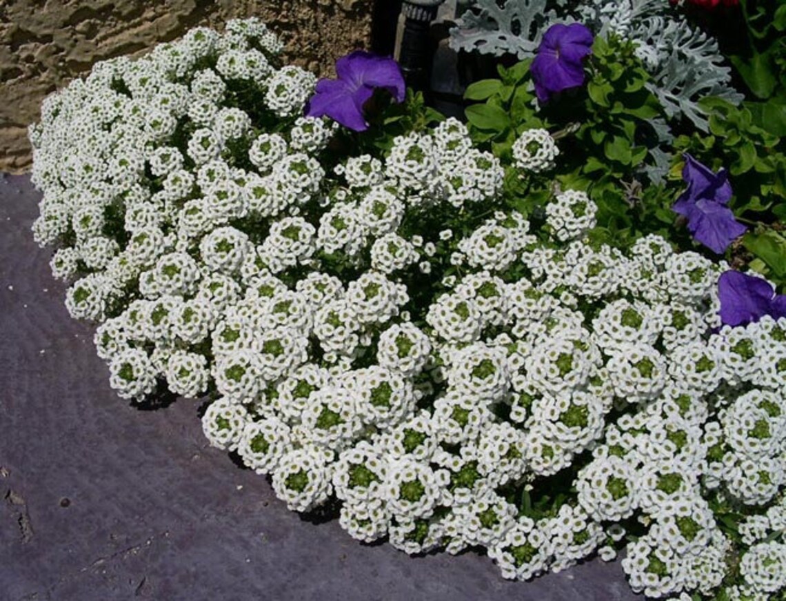100 Seeds Alyssum Carpet of Snow Flower SeedsSweet White Etsy