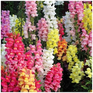 Peut inclure: Gros plan sur une variété de fleurs de muflier en fleurs. Les fleurs sont dans des tons de rose, blanc, jaune et orange. Les fleurs sont disposées en grappe, avec les tiges visibles en arrière-plan.