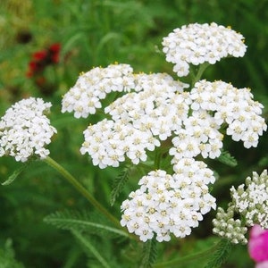 500 zaden-duizendblad witte zomer bloemzaden-Achillea Millefolium-pv421-wit duizendblad-westers duizendblad-grote jaarlijkse-geweldig voor gesneden/gedroogde bloemen afbeelding 4