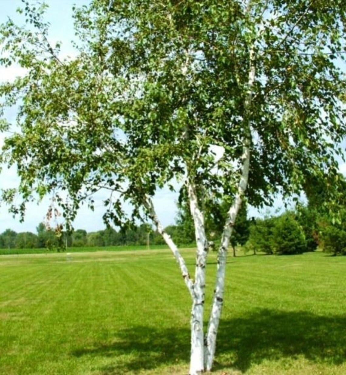 30 Seeds White Birch Tree seedsBetula Papyrifera-Winter | Etsy