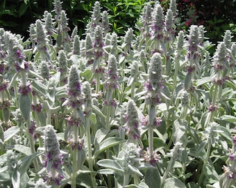 100 zaden-Stachys lamsoor bloemzaden- Stachys Byzantina- Stachys lanata-pv397-zilverachtige vaste plant