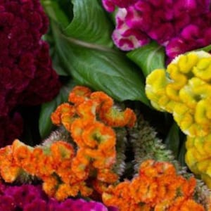 Puede incluir: Un ramo de flores de cresta de gallo vibrantes en tonos rojos, naranjas, amarillos y verdes. Las flores tienen una textura única y plumosa.